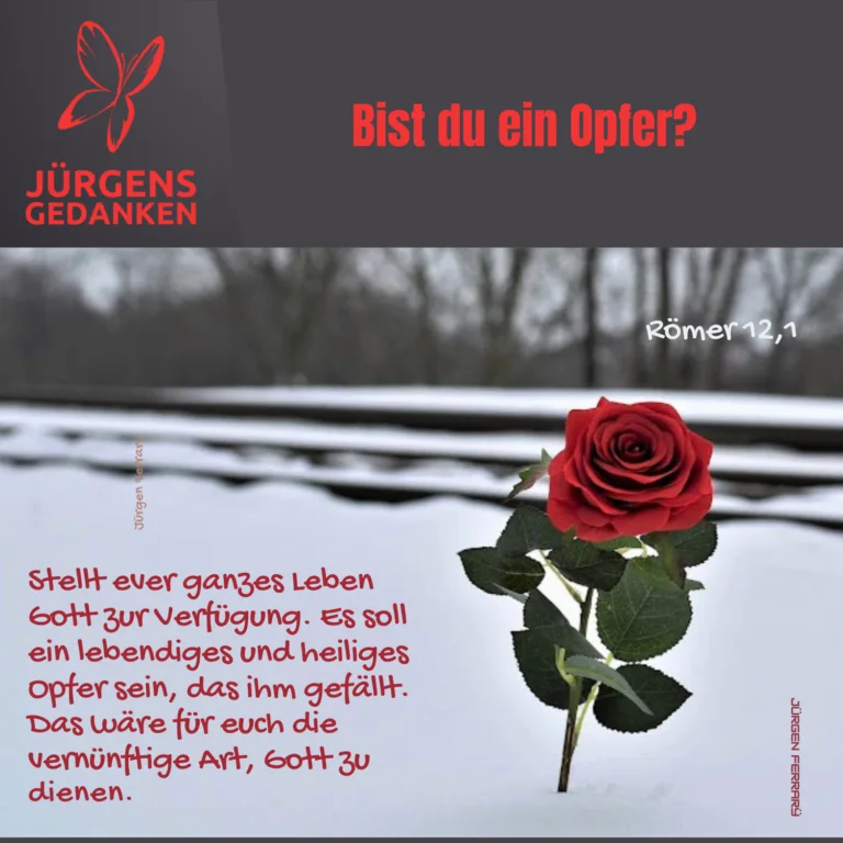 Rose im Schnee