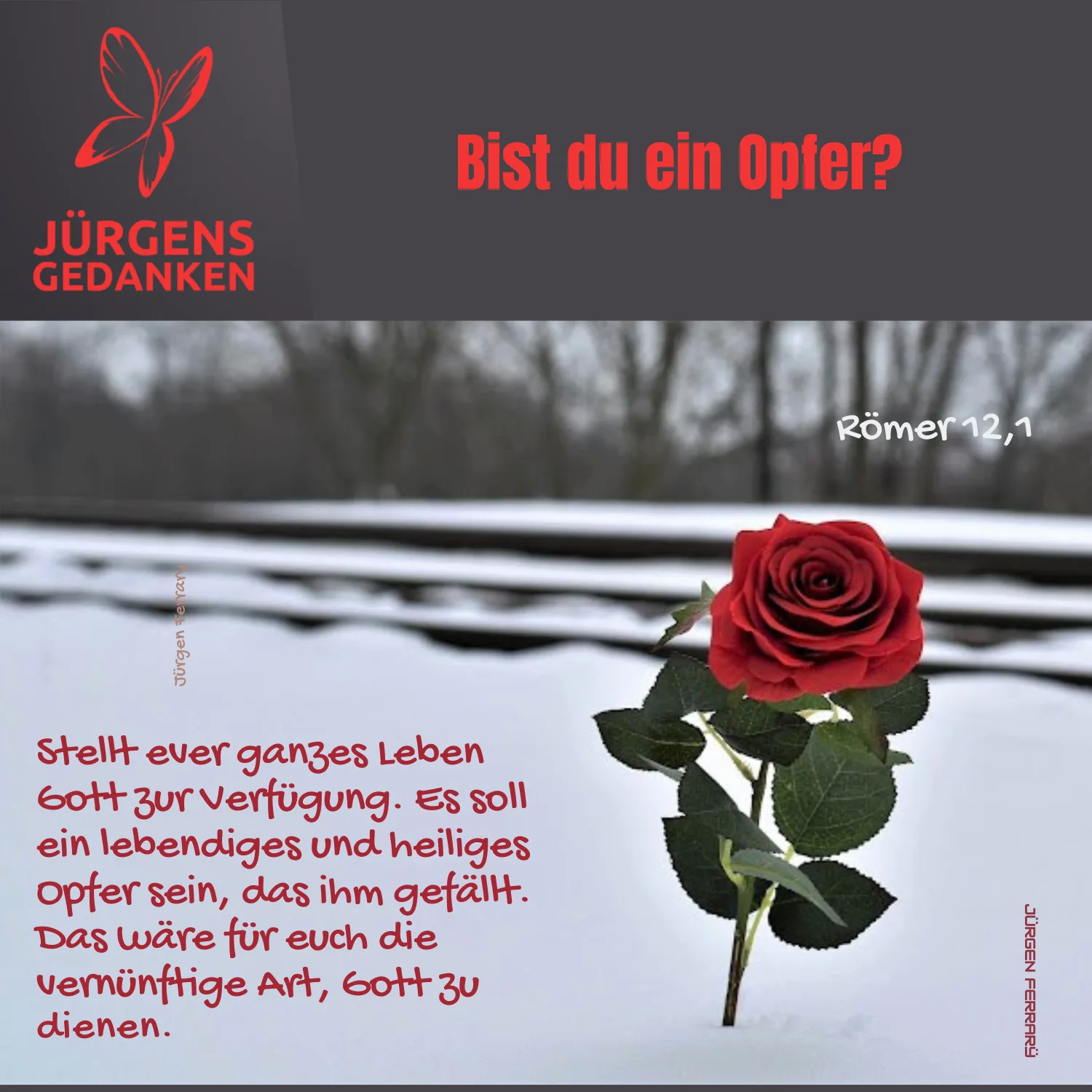 Rose im Schnee