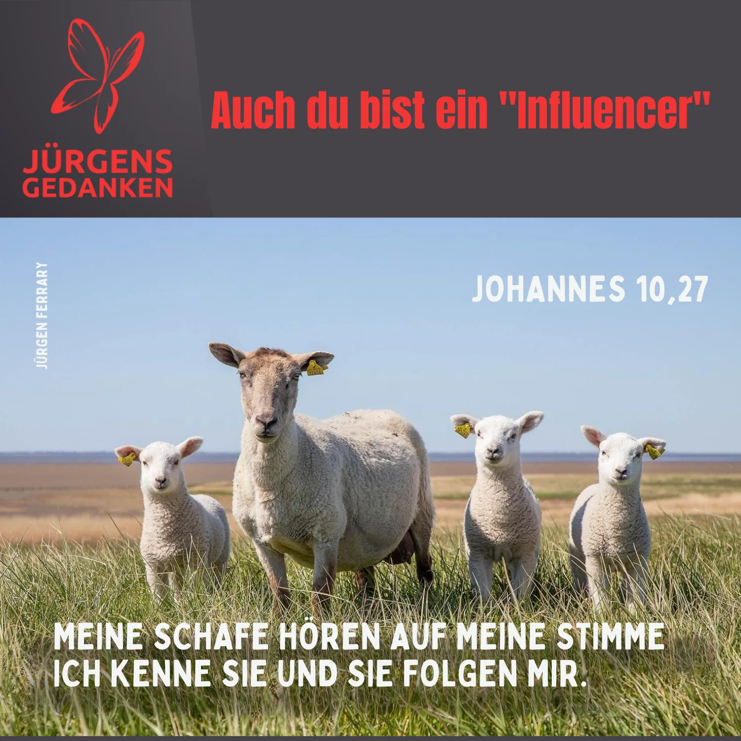 Schafe auf dem Deich