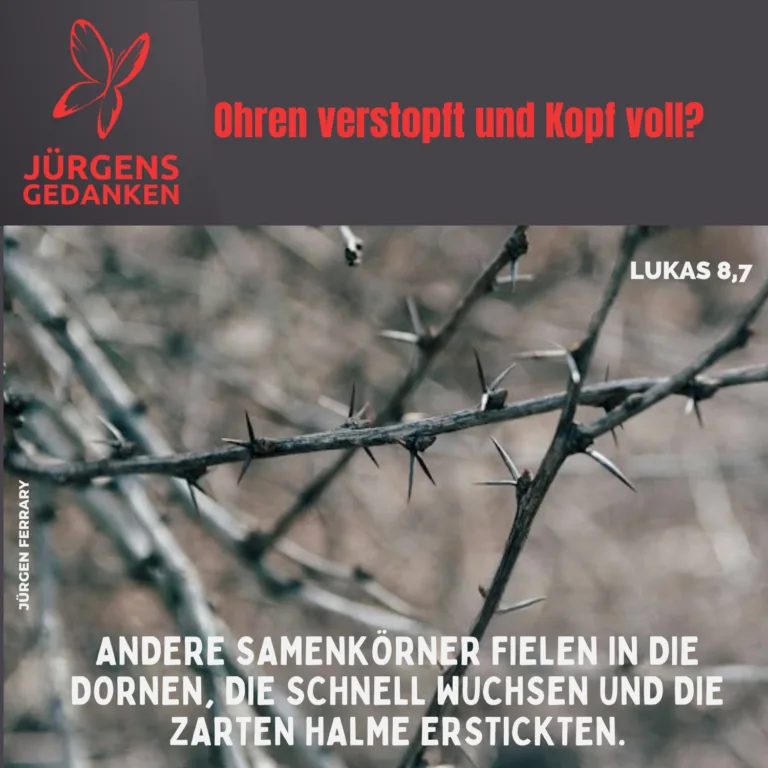 Dornenbusch