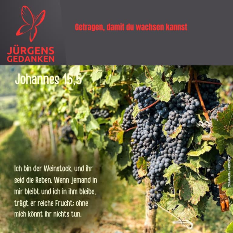 Rote Weintrauben am Weinstock