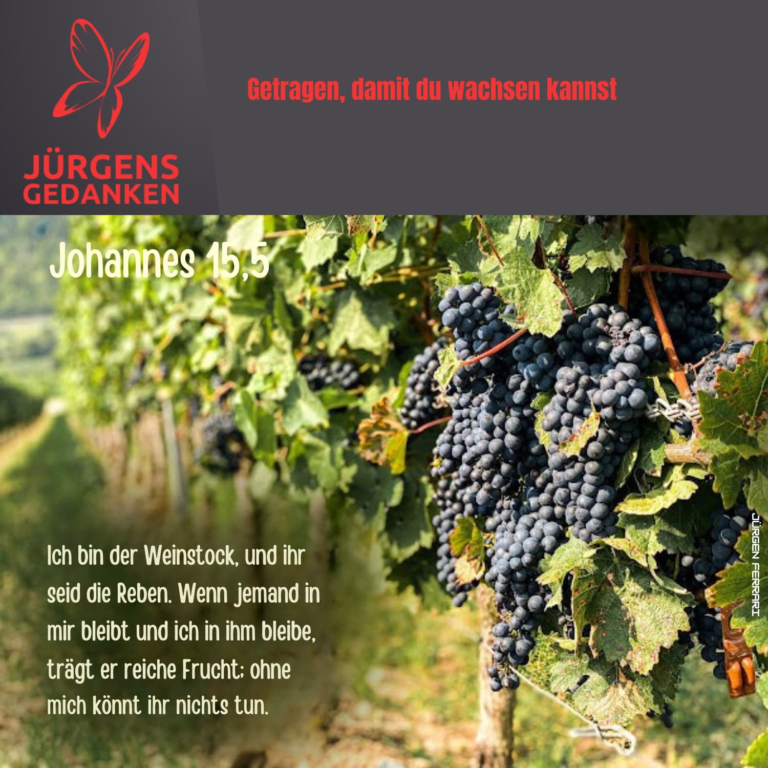 Rote Weintrauben am Weinstock