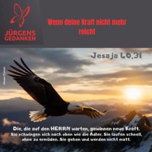 Adler fliegt in der Abendsonne